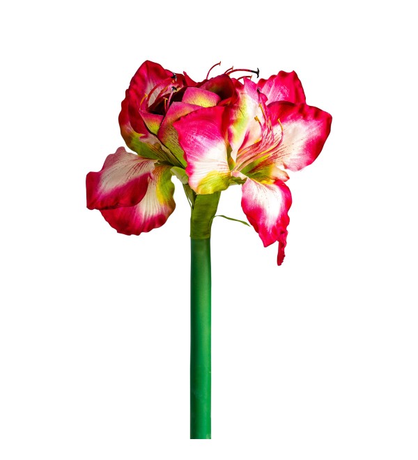 Цветок AMARYLLIS цвет фуксии
