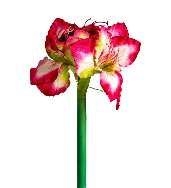 Цветок AMARYLLIS цвет фуксии