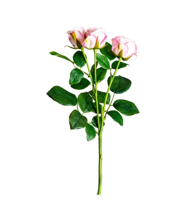 Цветок розы ROSAL в розовом цвете