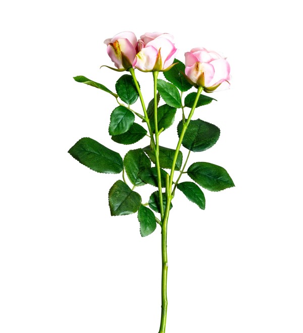 Цветок розы ROSAL в розовом цвете