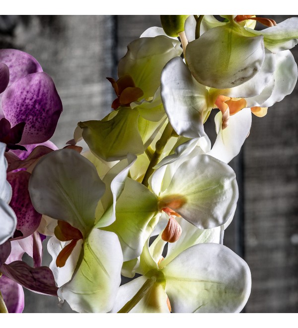 Цветок фиолетового цвета ORQUÍDEA