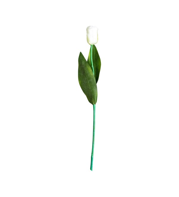 Цветок TULIPAN в белом цвете