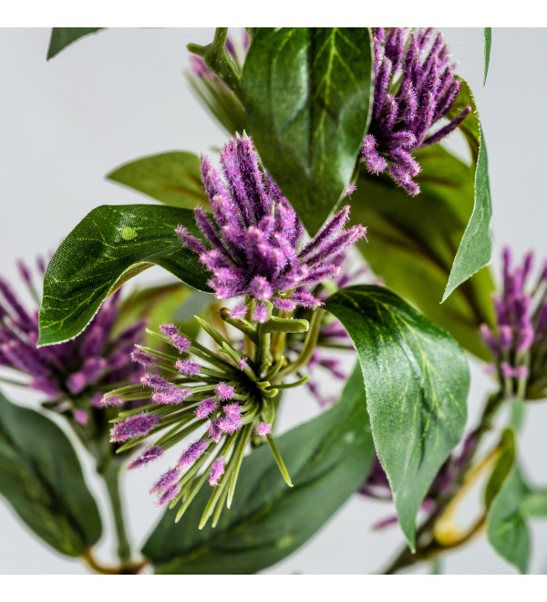 Цветок фиолетового цвета CENTAUREA