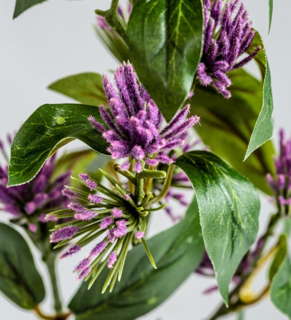 Цветок фиолетового цвета CENTAUREA