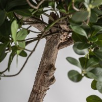 Искусственное растение FICUS 38081