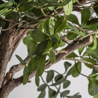 Искусственное растение FICUS 38083