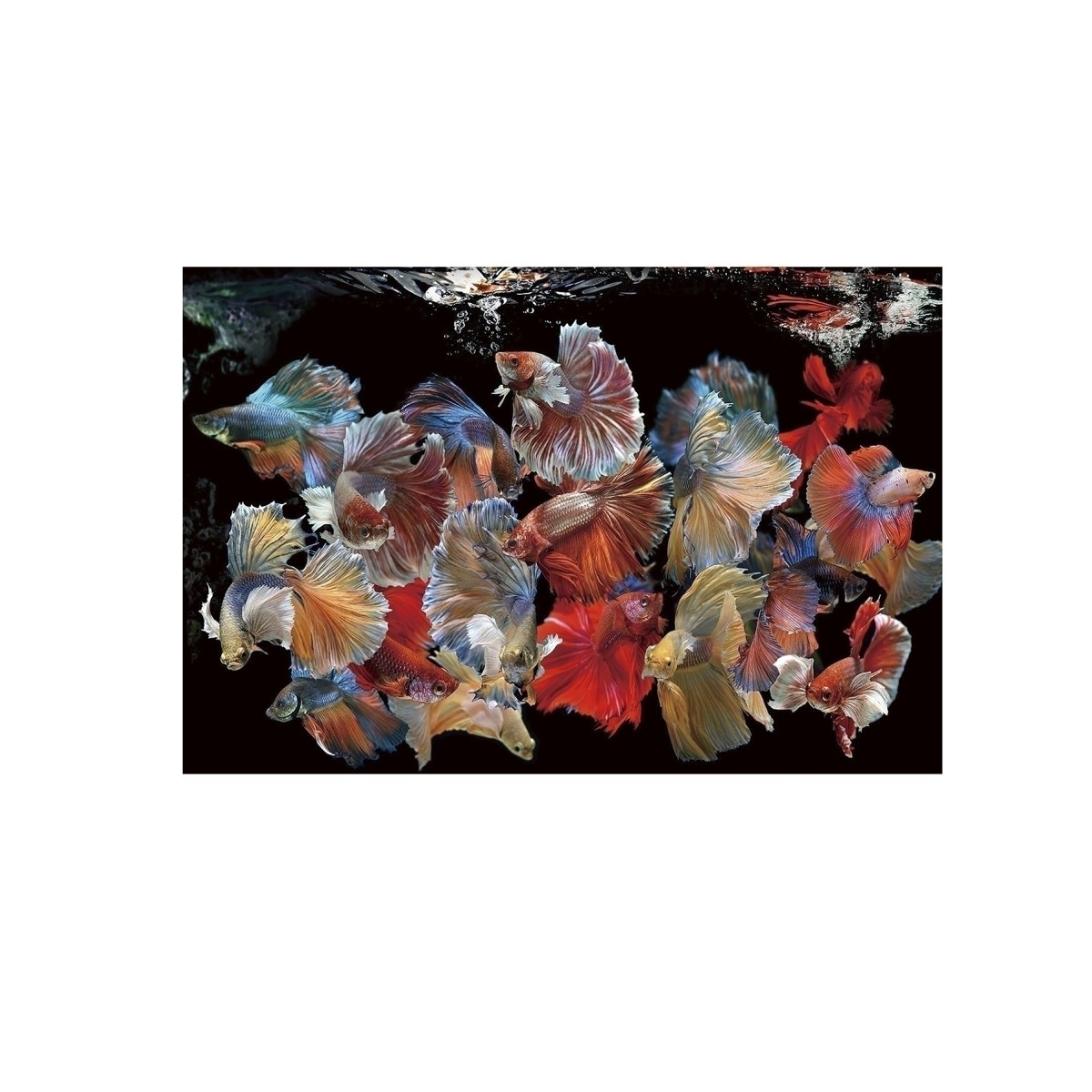 Фотография на стекле Peces Siam 150x100