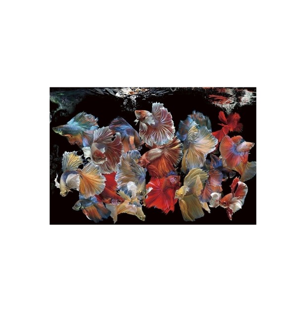 Фотография на стекле Peces Siam 150x100