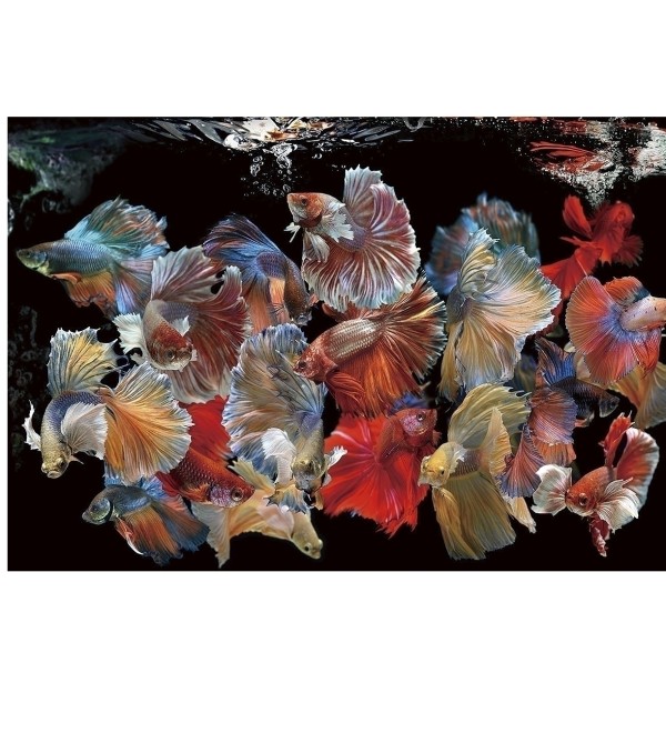 Фотография на стекле Peces Siam 150x100