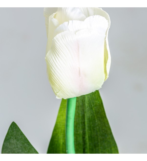 Цветок TULIPAN в белом цвете