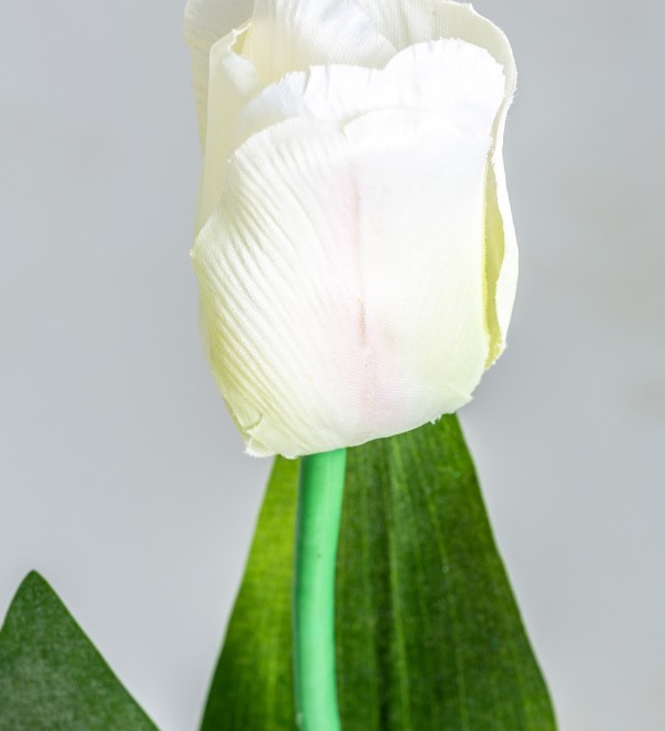 Цветок TULIPAN в белом цвете
