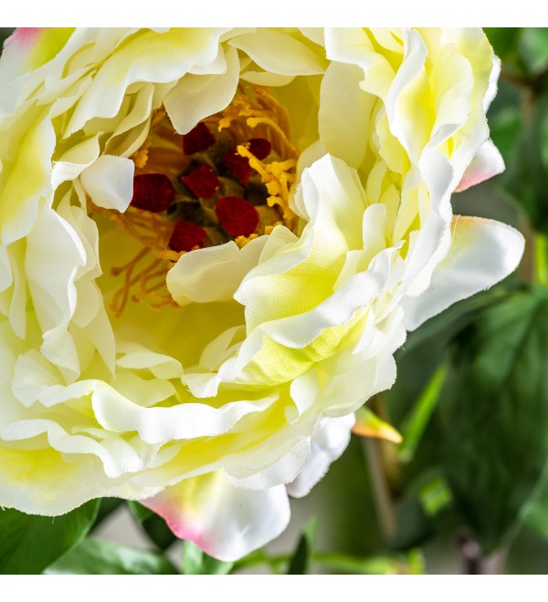 Цветок белого цвета ROSA