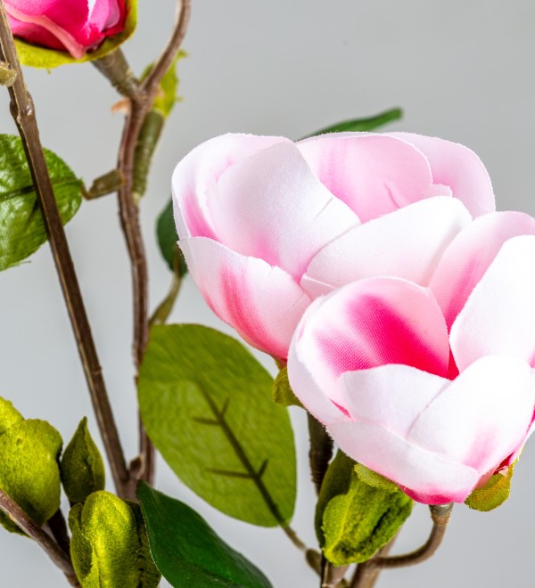 Цветок MAGNOLIA