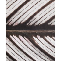 Фотография листа Foliae размер 52,5 x 62,5 см