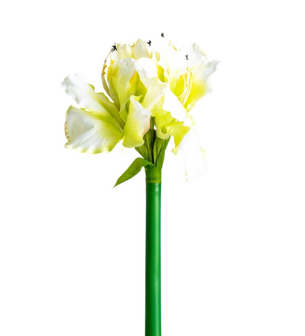Цветок AMARYLLIS цвет белый