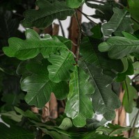 Искусственное растение ROBLE