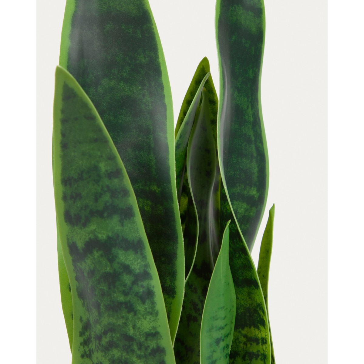 Искусственное растение Sansevieria с белым горшком 55 см