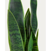 Искусственное растение Sansevieria с белым горшком 55 см
