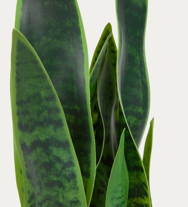 Искусственное растение Sansevieria с белым горшком 55 см