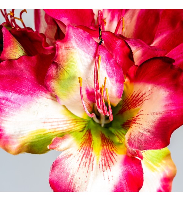 Цветок AMARYLLIS цвет фуксии