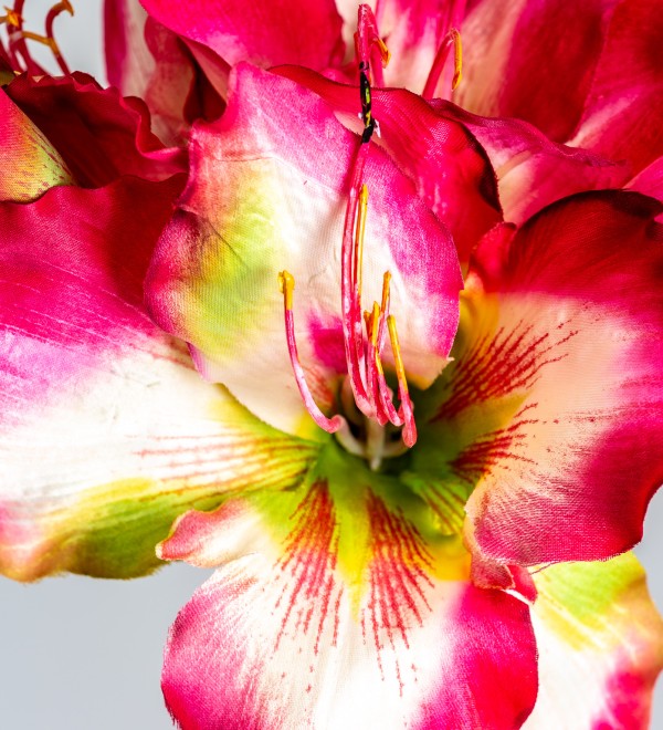 Цветок AMARYLLIS цвет фуксии