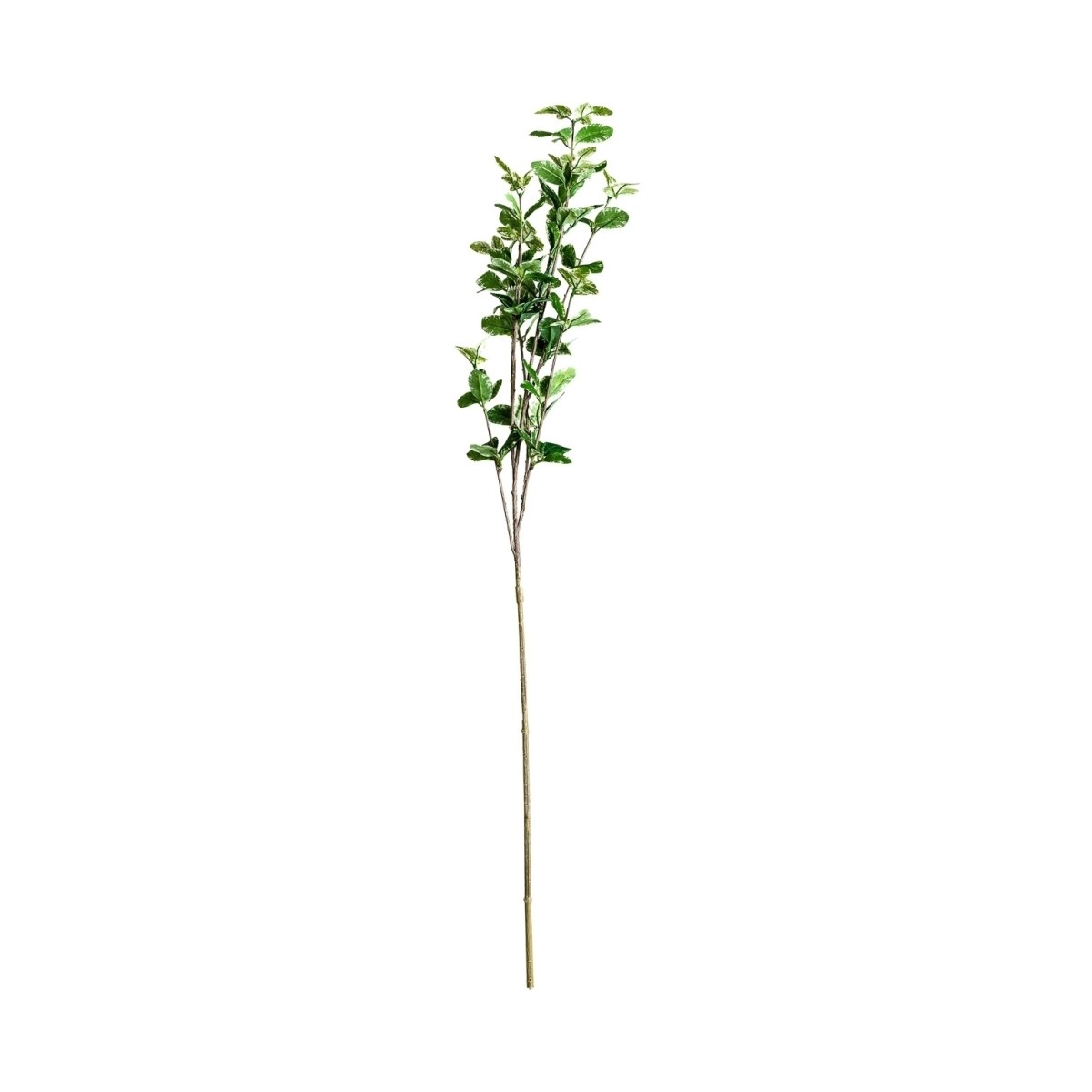 Листья растения FICUS