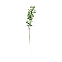 Листья растения FICUS