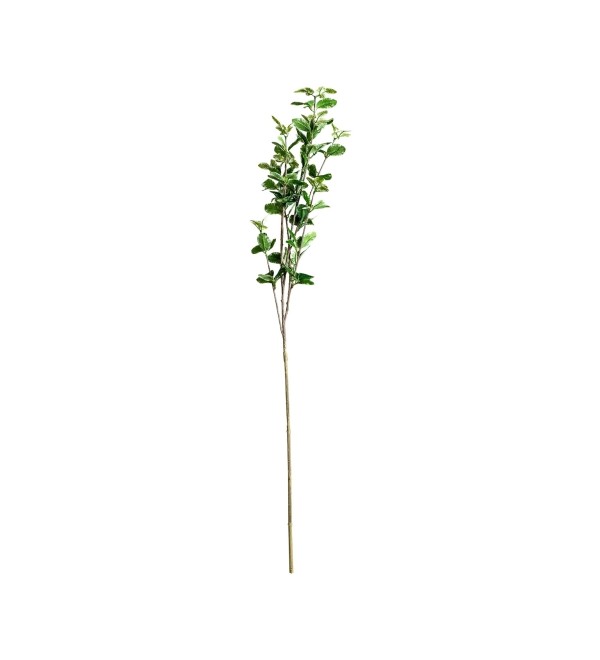 Листья растения FICUS