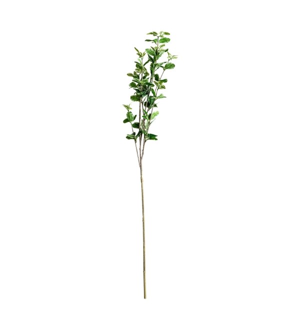 Листья растения FICUS