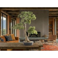 Chokkan - bonsai 83cm Искусственное растение