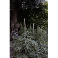 Лампа Bambou 1268 с шипом черная LED 8W 2200K