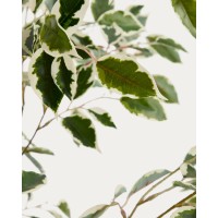 Искусственный фикус Benjamina в черном горшке, 180 см