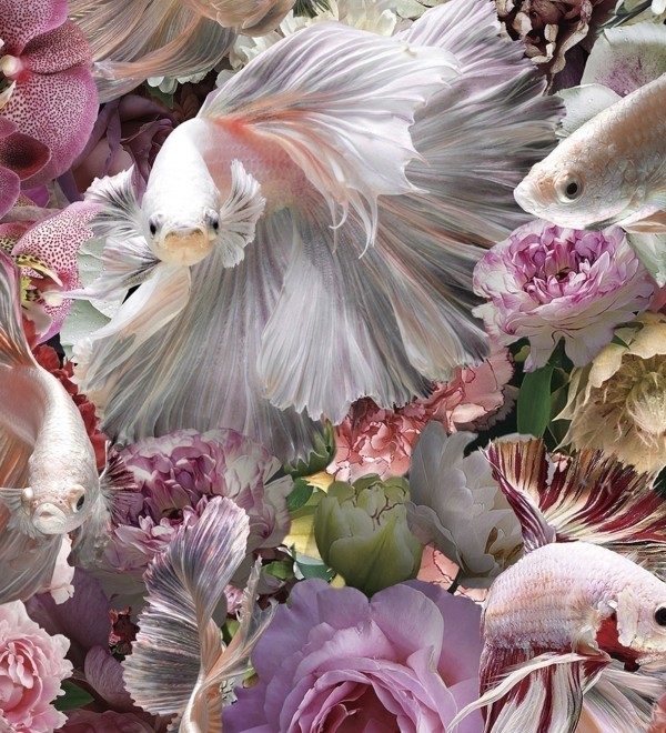 Фотография Peces Luchador Siam 120x120 см