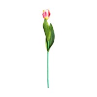 Цветок TULIPAN в розовом цвете