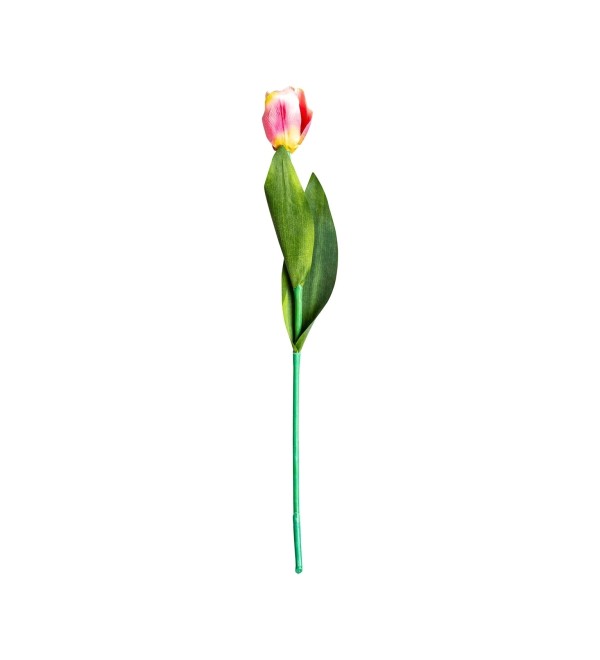 Цветок TULIPAN в розовом цвете