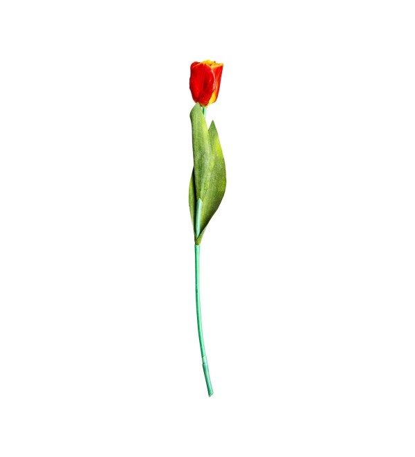 Цветок TULIPAN в оранжевом цвете