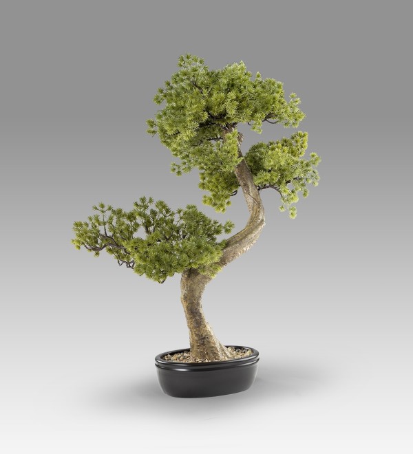 Bankan II bonsai 49cm набор из двух предметов