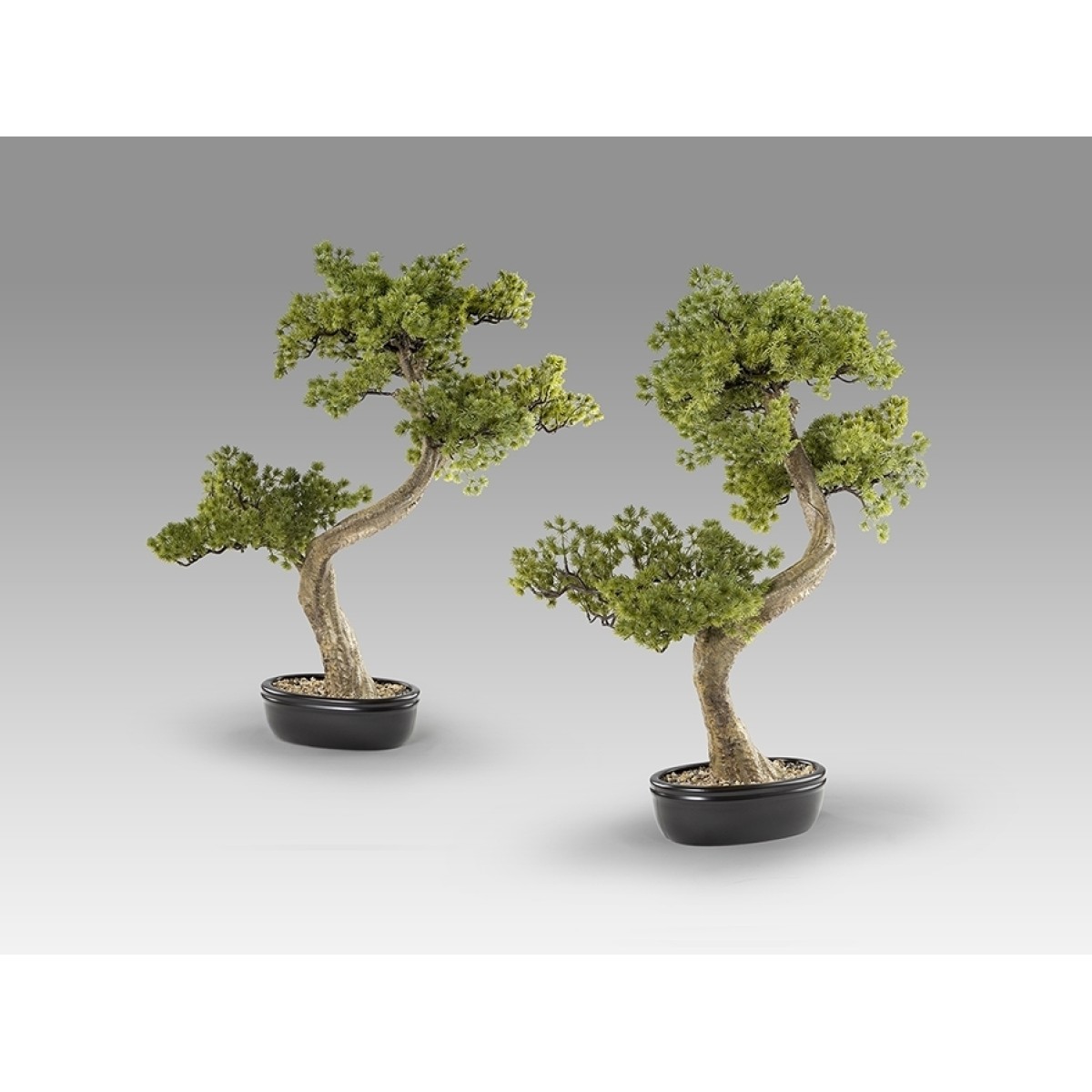 Bankan II bonsai 49cm набор из двух предметов