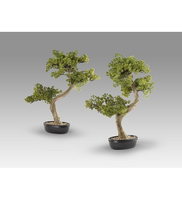 Bankan II bonsai 49cm набор из двух предметов