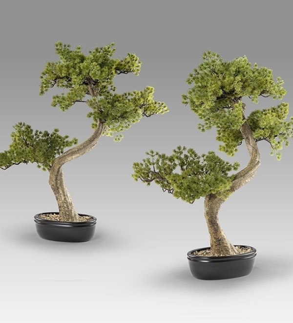 Bankan II bonsai 49cm набор из двух предметов