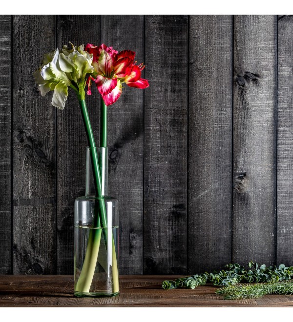 Цветок AMARYLLIS цвет фуксии