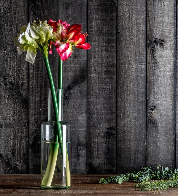 Цветок AMARYLLIS цвет фуксии