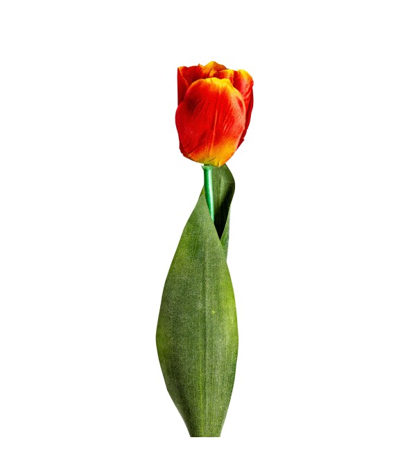 Цветок TULIPAN в оранжевом цвете