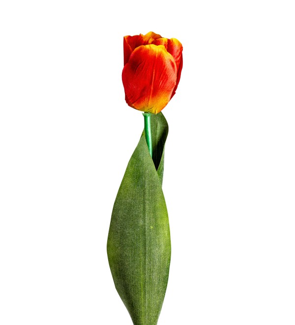 Цветок TULIPAN в оранжевом цвете