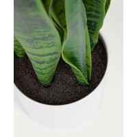 Искусственное растение Sansevieria с белым горшком 55 см