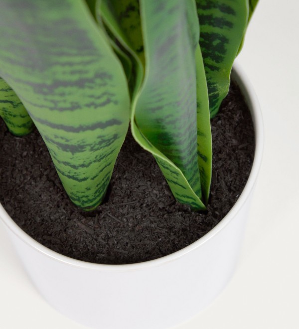 Искусственное растение Sansevieria с белым горшком 55 см