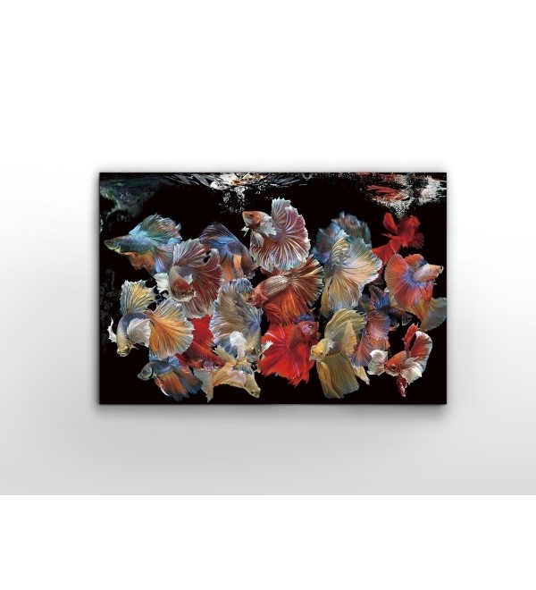 Фотография на стекле Peces Siam 150x100