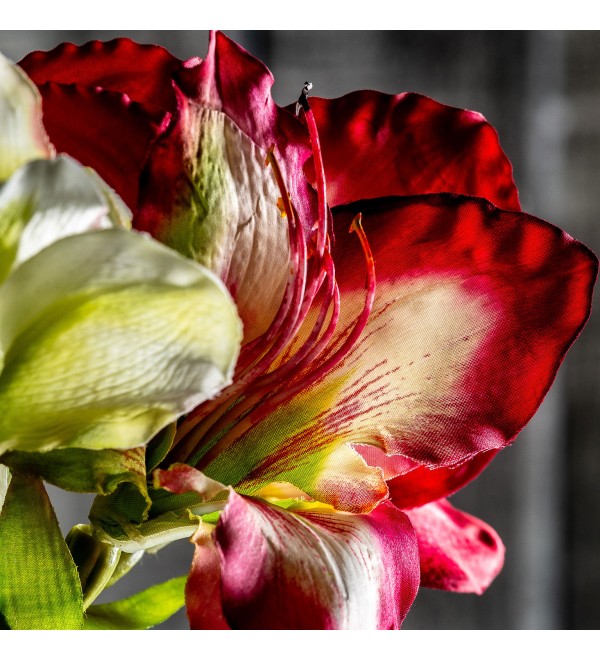 Цветок AMARYLLIS цвет фуксии