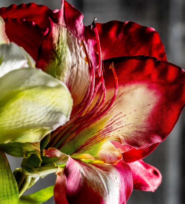 Цветок AMARYLLIS цвет фуксии