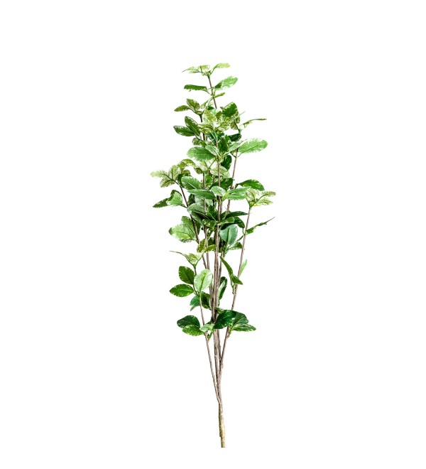 Листья растения FICUS